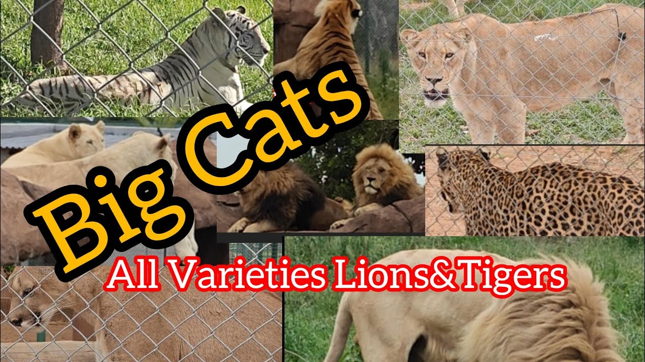 ஆப்பிரிக்கா Tiger & Lion Varieties 🐅🦁 | நீங்கள் இதுவரை பார்க்காத Big Cats 😱of the World 🌍