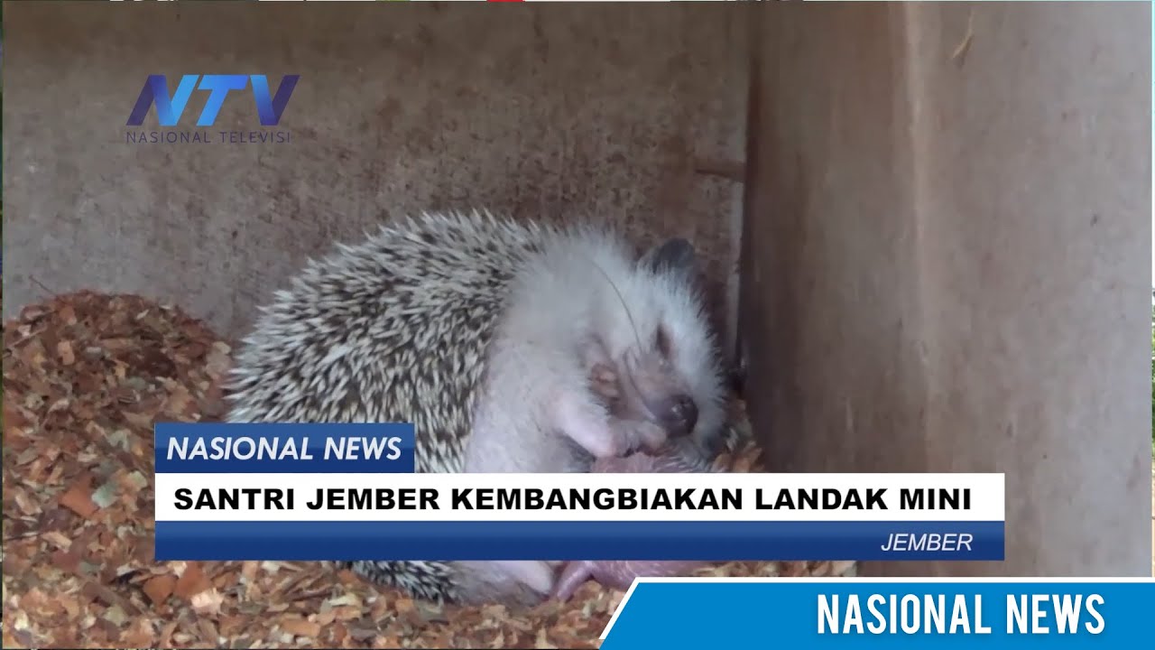 SANTRI JEMBER KEMBANGBIAKAN LANDAK MINI