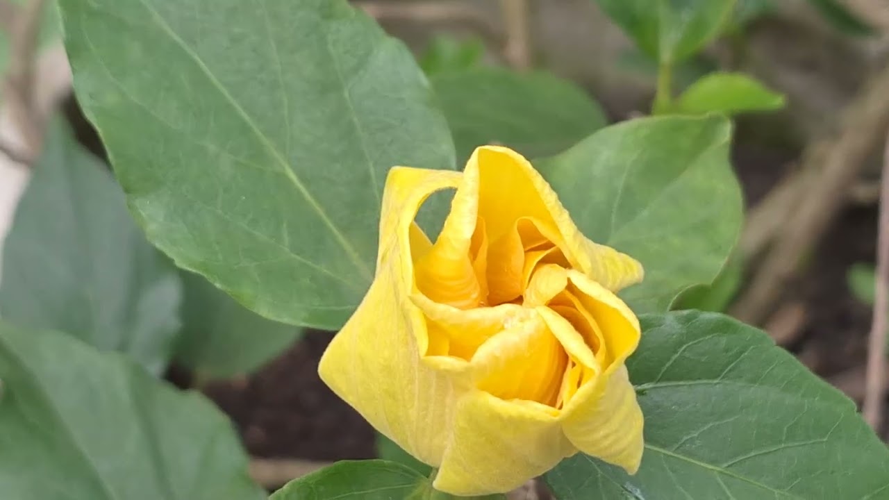 Âm thanh trong vườn sáng mồng 1 Tết Bính Ngọ