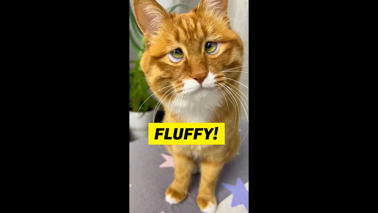 Very Fluffy Cats! 😻 |Best of the Shorts! #51