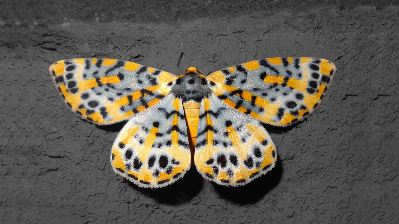 Moth Gallery #3