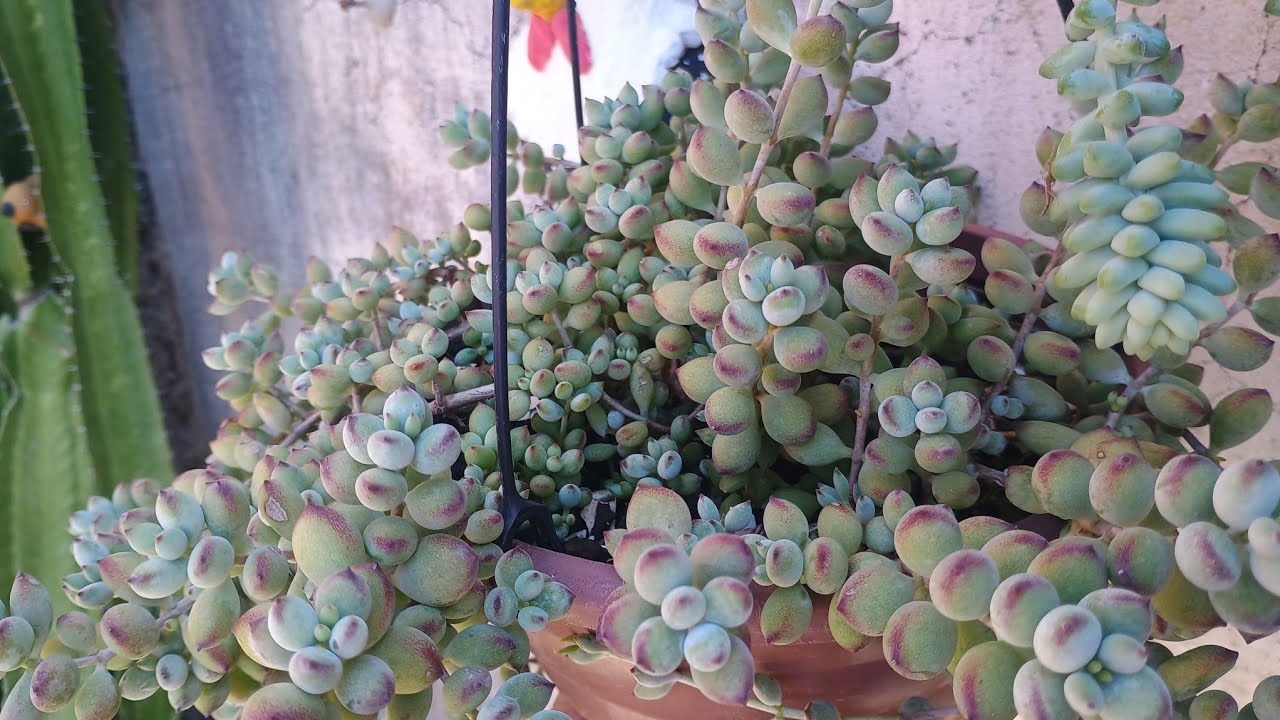 Pra iniciantes, plantas que parecem difíceis de cultivar, mas são fáceis 