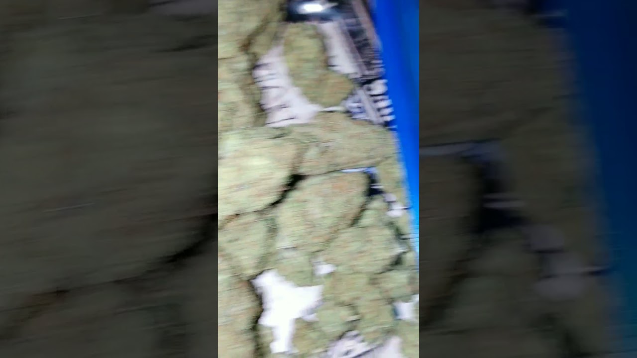 Super Lemon Haze Weed big nugs