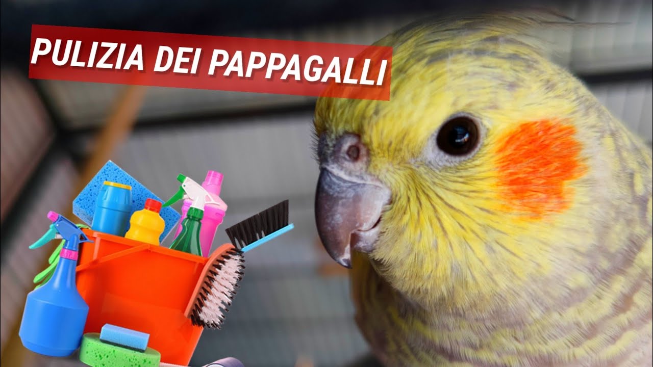 Come PULIRE la GABBIA dei Pappagalli #parrots #animals #passion