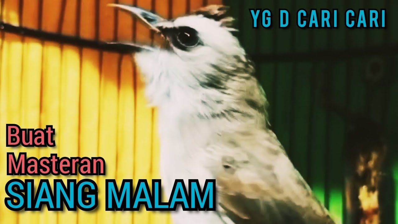 Suara Trucukan YG D CARI CARI ‼️ PALING AMPUH BUAT MASTERAN SIANG MALAM SEKALI DENGAR NYAUT NGROPEL