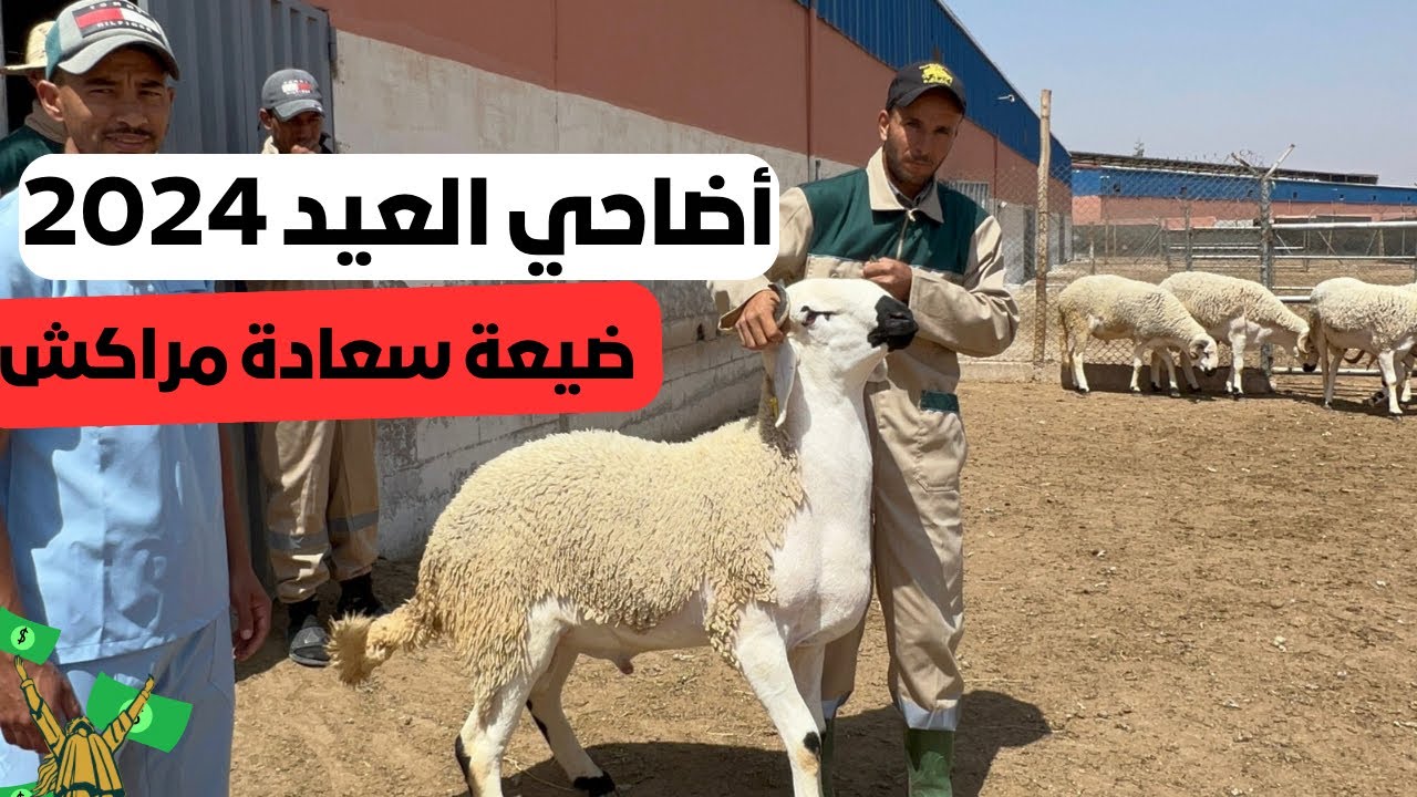 رسمياً انطلاق عملية بيع أضاحي العيد 2024 بضيعة سعادة مراكش