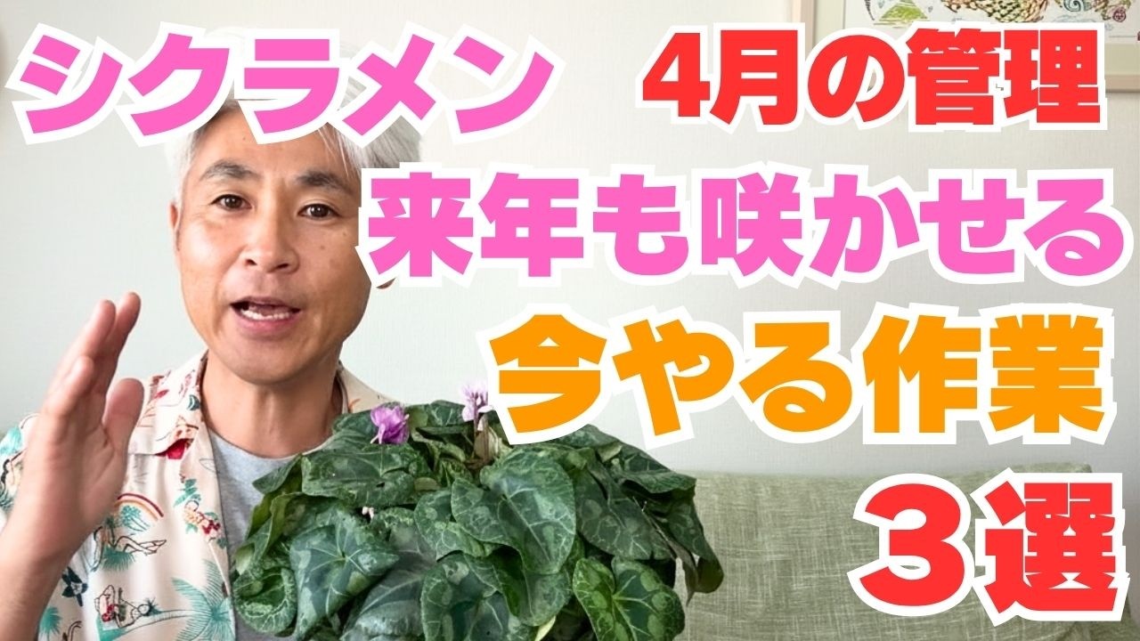 【今月が大事！】来年もシクラメンを咲かせたい方へ！4月のシクラメン園芸作業3選！
