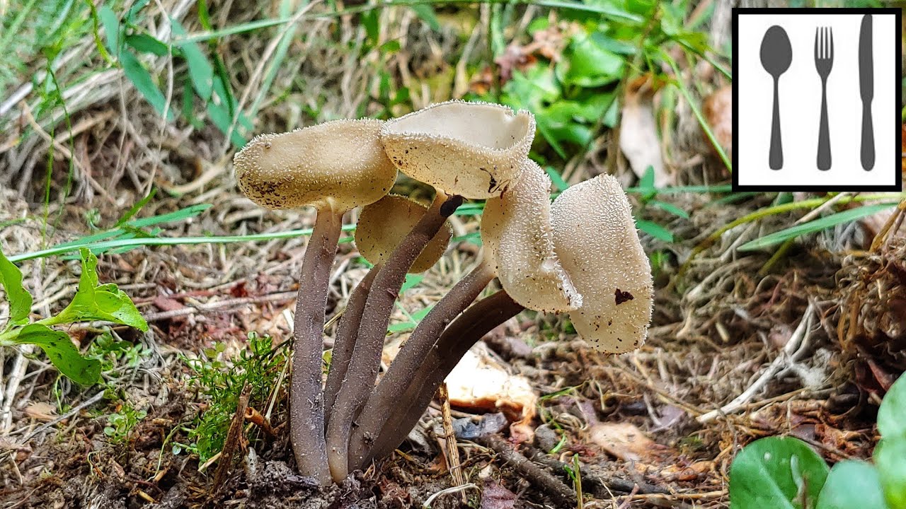 Piestrzyca popielata (Helvella macropus) Śląsk