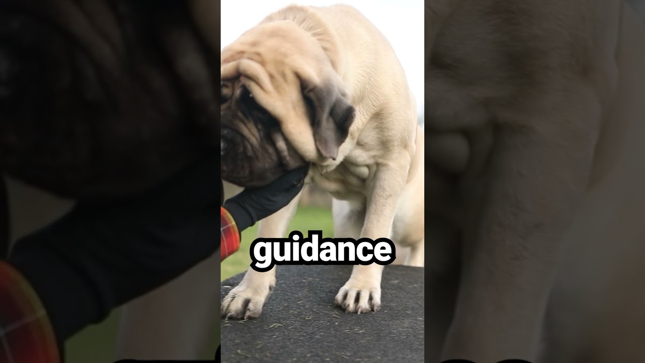 What Is The Best Way To Tire Out Your Dog