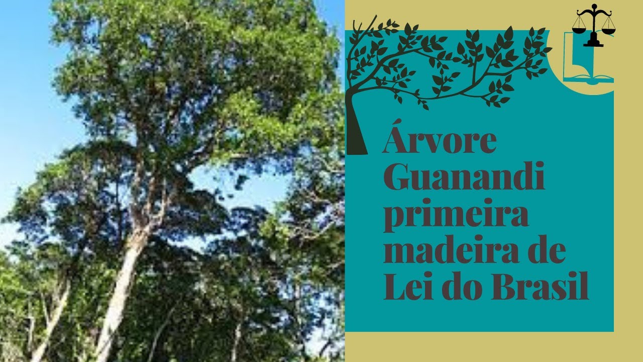 🌟 [Madeira de Lei]Árvore Guanandi primeira madeira de Lei do Brasil