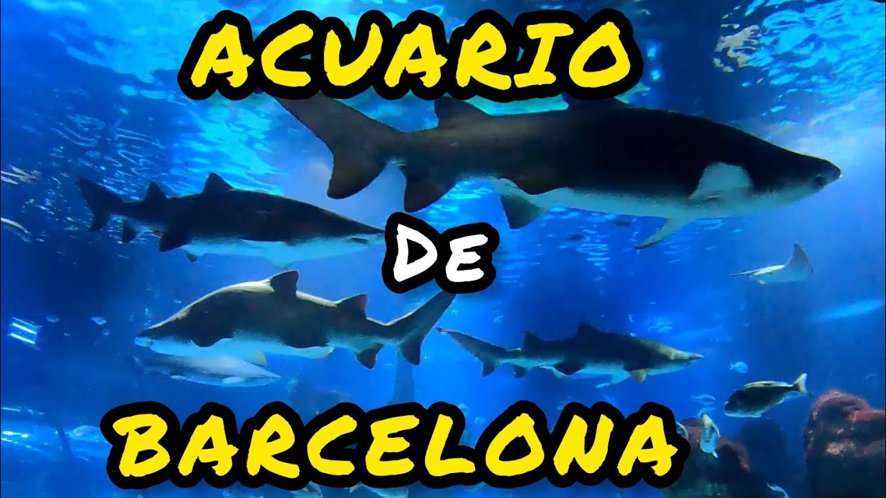 PRIMER paseo con mi FAMILIA al ACUARIO de BARCELONA...