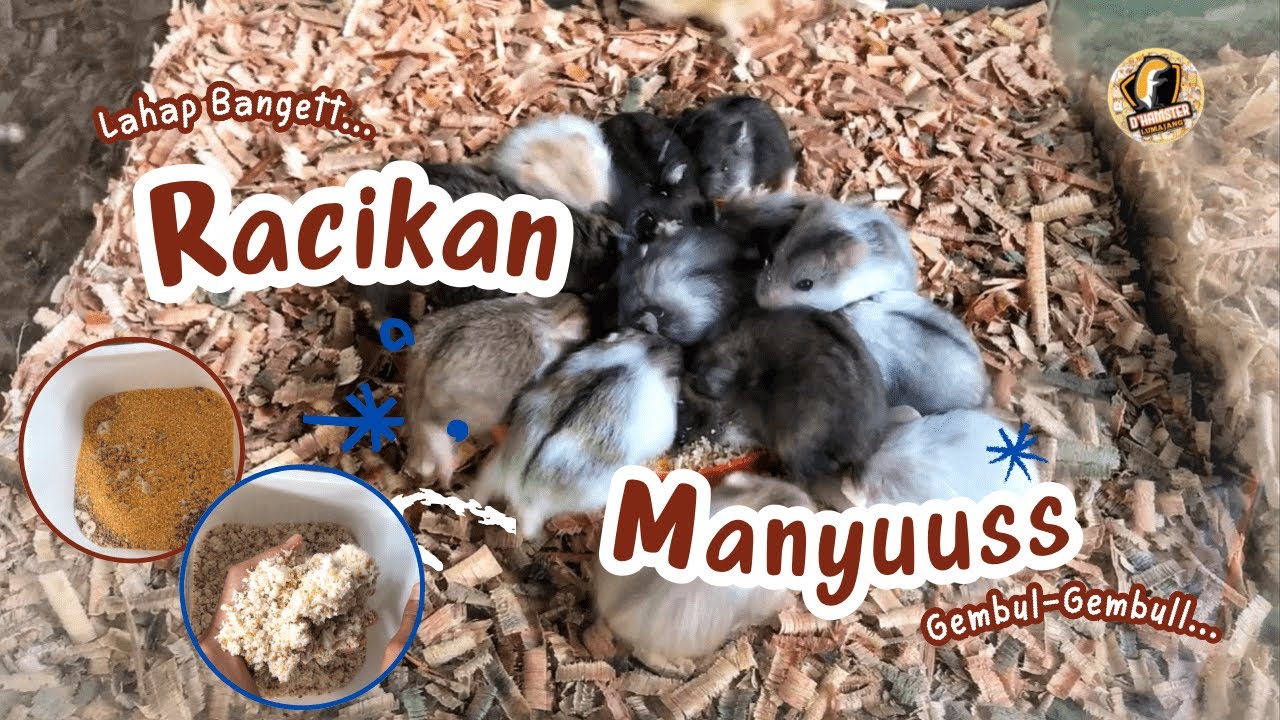 Racikan Pakan Ternak Hamster