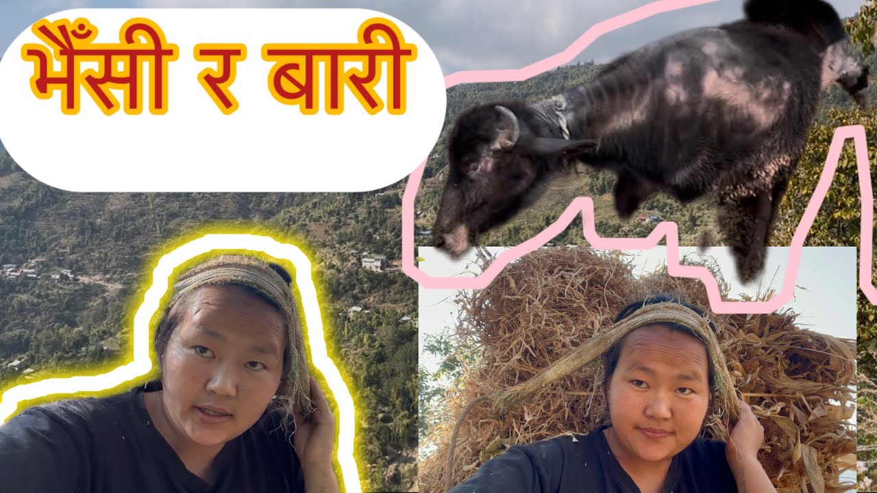 गाउँको स्वाद | भैँसीलाई घाँस खुवाउँदै बारीबाट बोकेर ल्याएँ 🌾