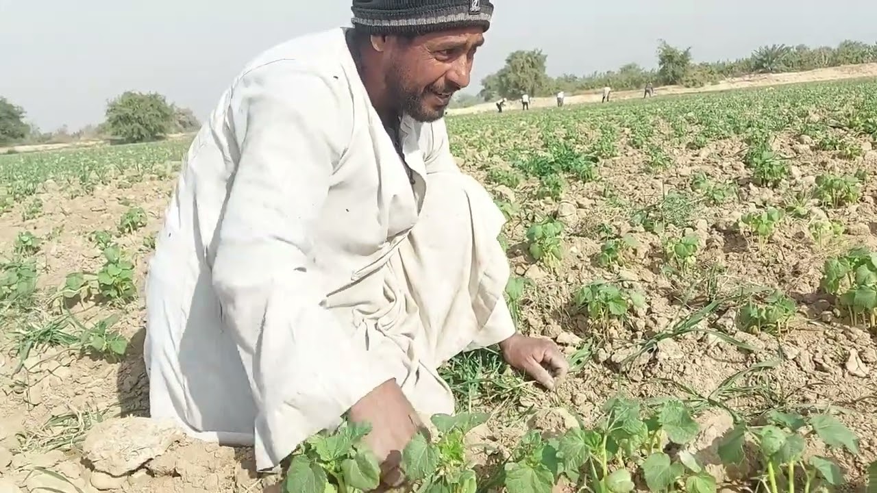 صيام البامية
