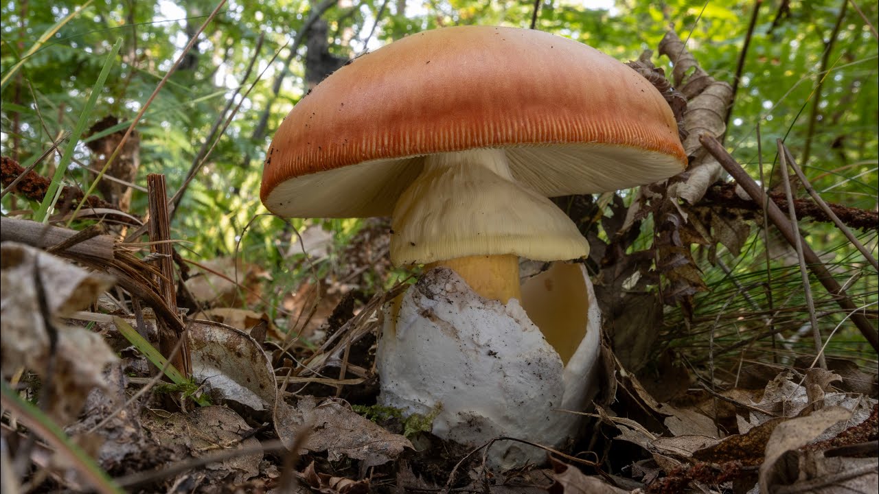 Porcini neri e ovoli nei boschi di cerro: convivenze fra i piani