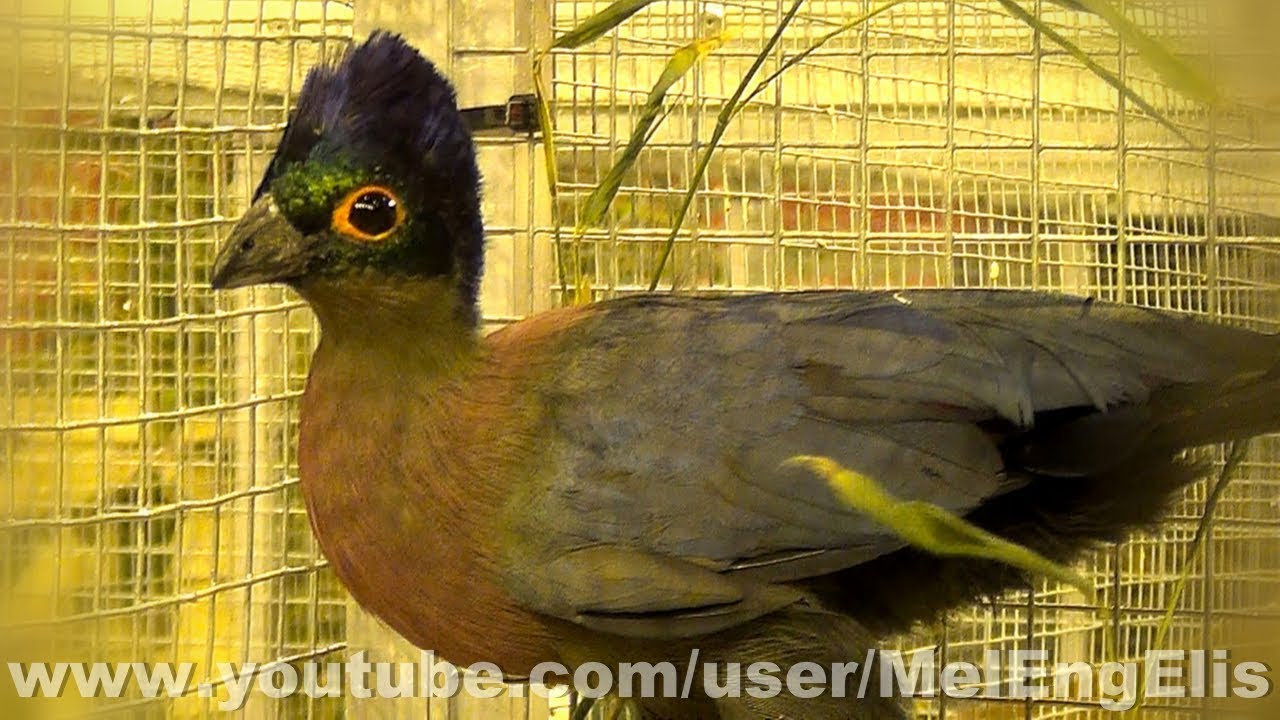 Touraco à huppe splendide - Purple-crested Turaco - Glanzhaubenturako - ズグロエボシドリ