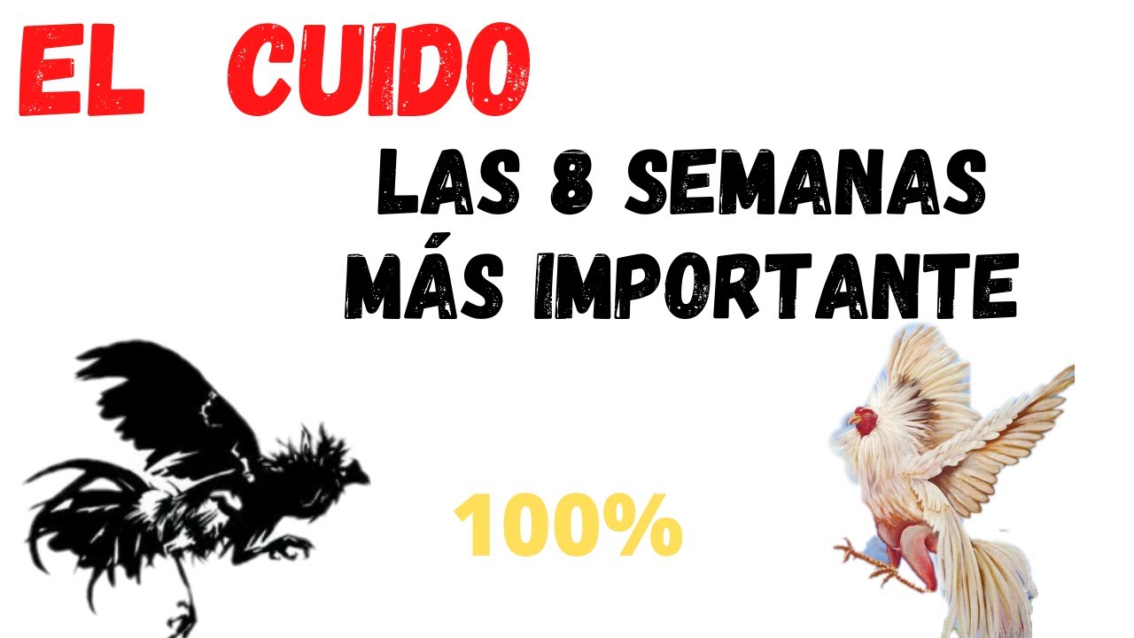 el CUIDO en los gallos😳 8 semanas de ARREGLO  que funcionan 100% GARANTIZADO.