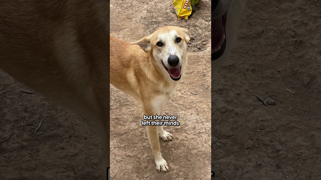 Stray Dog Follows Cyclists 62 Miles Across The Sahara Desert | The Dodo