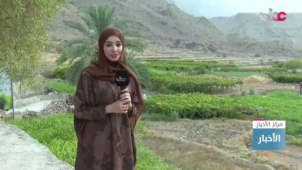 تقرير | قرية العلياء بولاية العوابي تحتفي بعطائها الزراعي بين عناقيد العنب وثمار المانجو.
