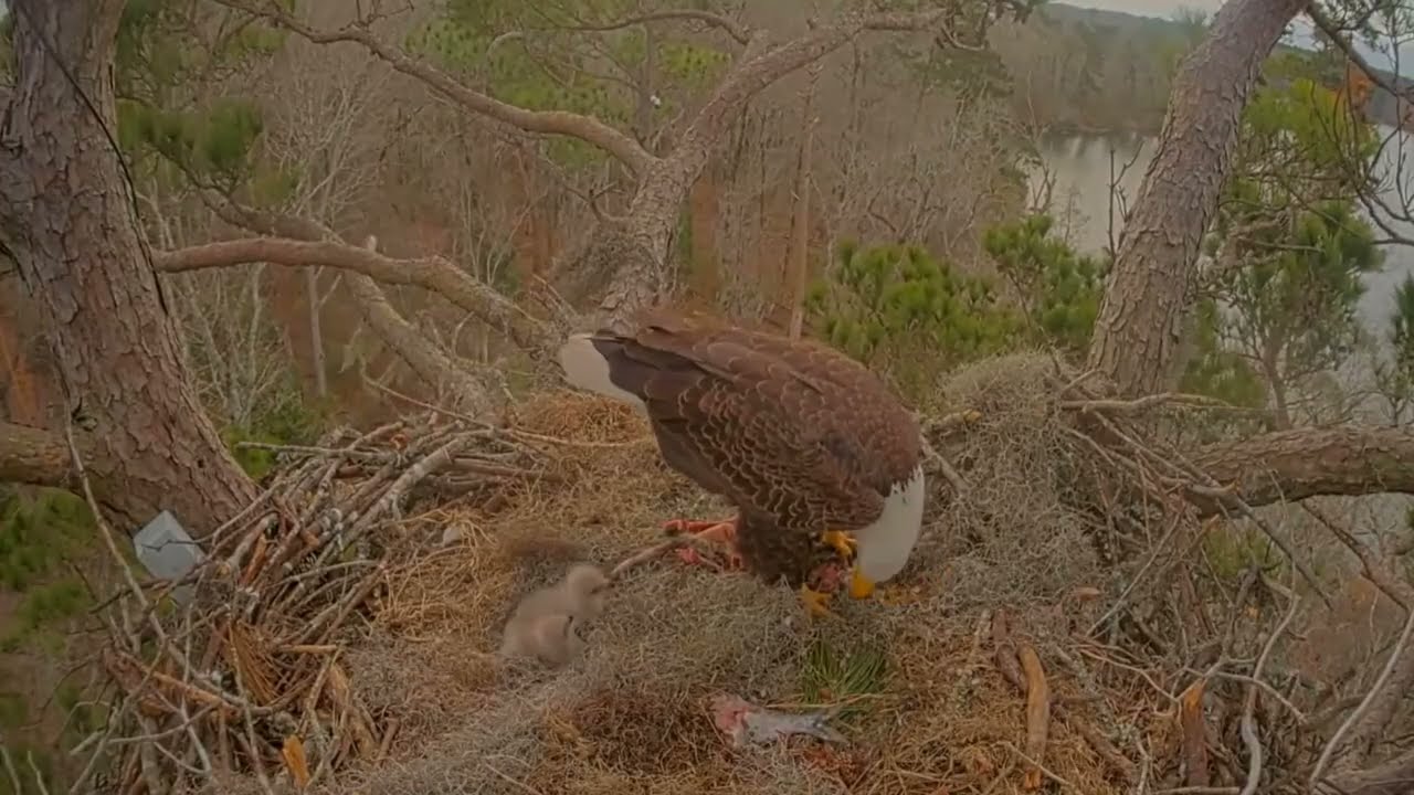 #baldeagle Cam5#07 Review baby birds in the nest - Dad and mother brings food to feed their chicks