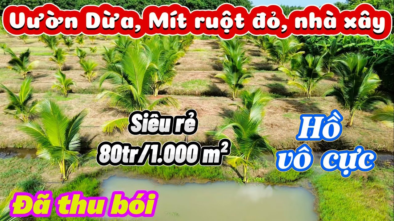 2,3 hecta. 600 🌴 cây dừa, 140 cây mít ruột đỏ. View suối, Hồ cá nước quanh năm. Nhà xây. Giá 80tr/s