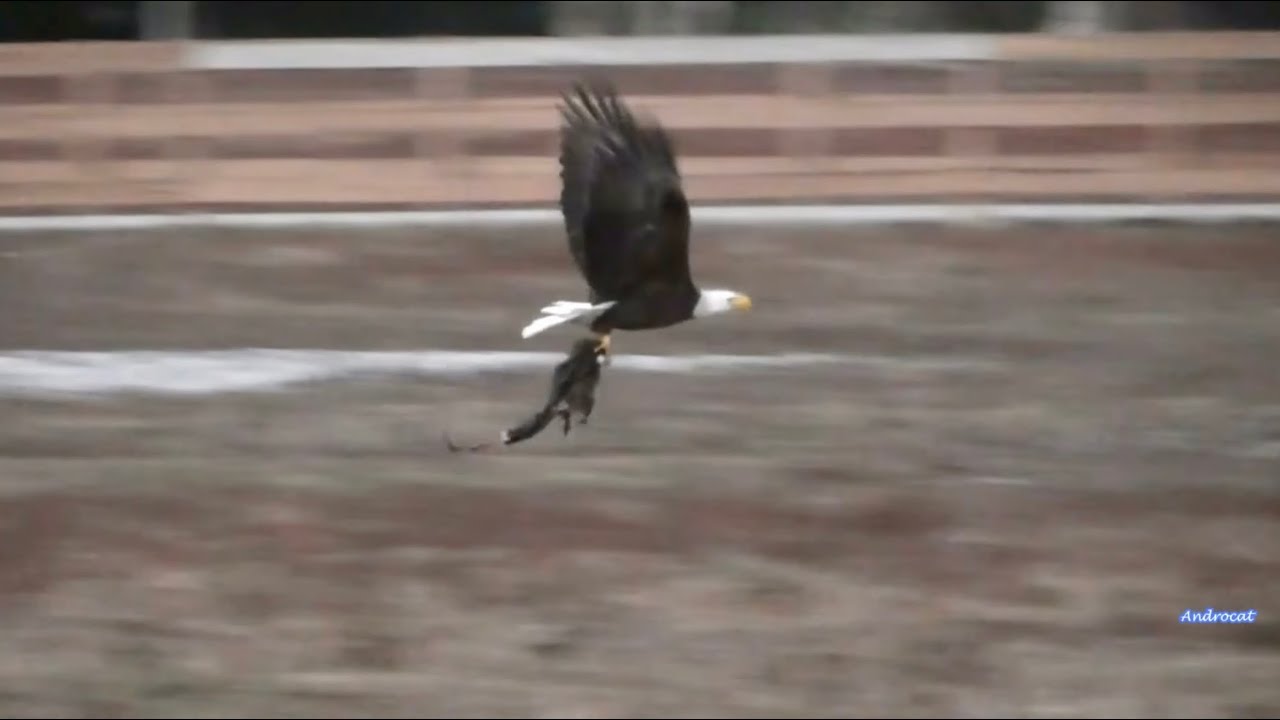 SWFL Eagles 1-13-26.  F23 Spends the Morning WORKING to GET the RK PREY to the NEST! 🦅💪