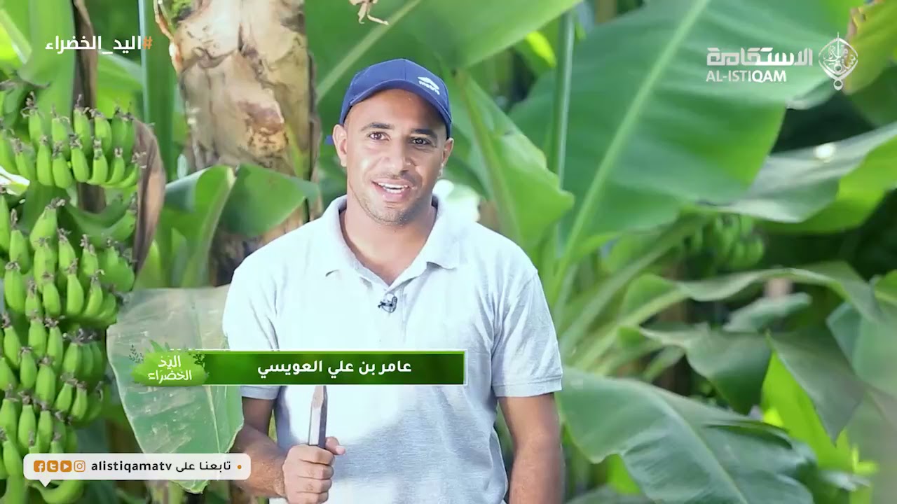 كيفية اختيار شتلات الموز المناسبة للزراعة - ح29 - اليد الخضراء