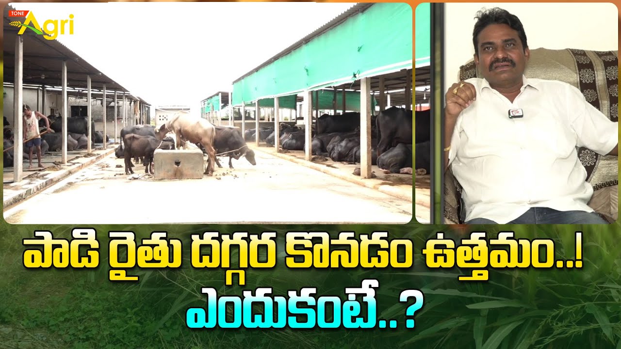 Best Buffalo Breed For Dairy | రైతన్న డెయిరీ గేదె పాల ఉత్పత్తుల కొరకు: 84649 50456 | Tone Agri