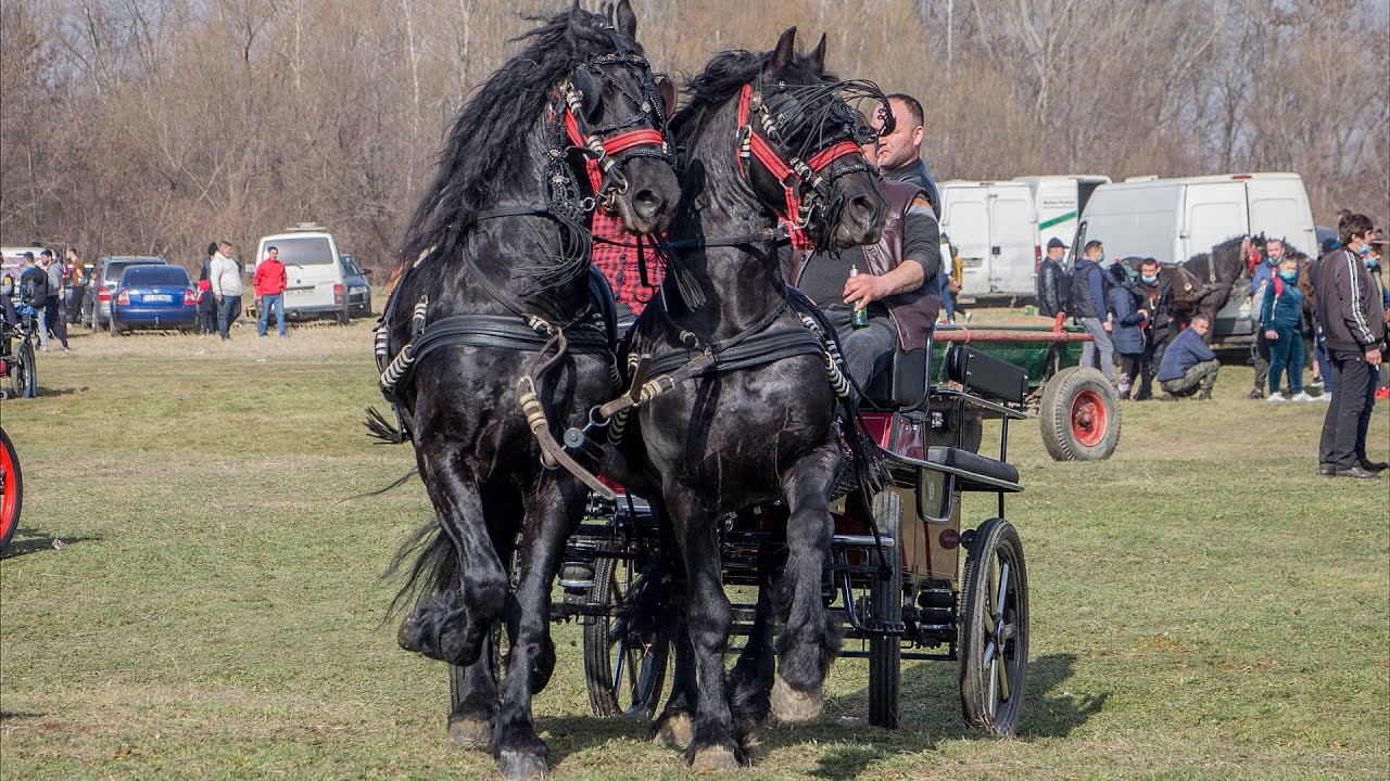 Imagini superbe din targul cu cai de la Zidurile, Dâmbovița