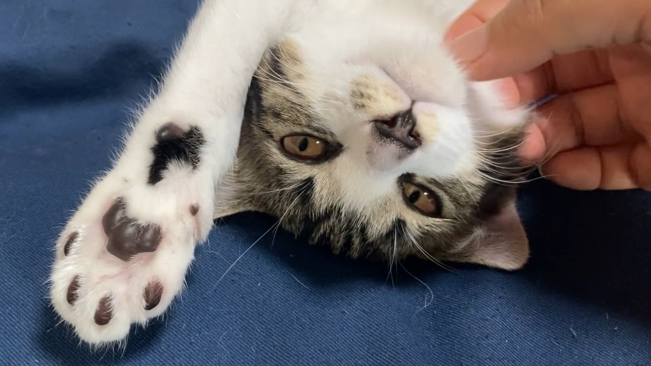 【おうちに来て三か月】野生を忘れた子猫はこうなります