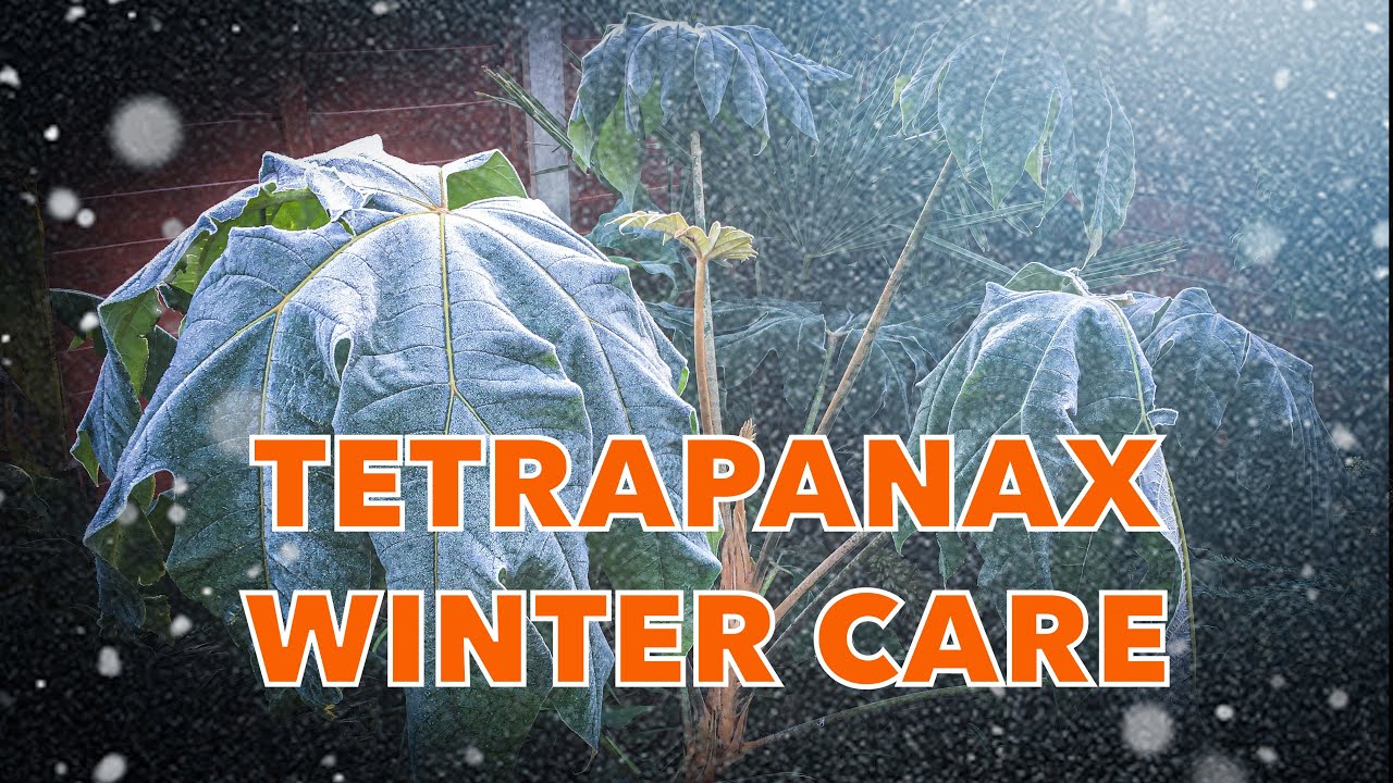 Tetrapanax papyrifer 'Rex' - Quick UK Winter Care Guide