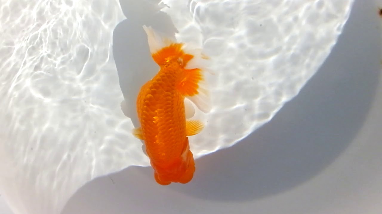 DSCF4399
