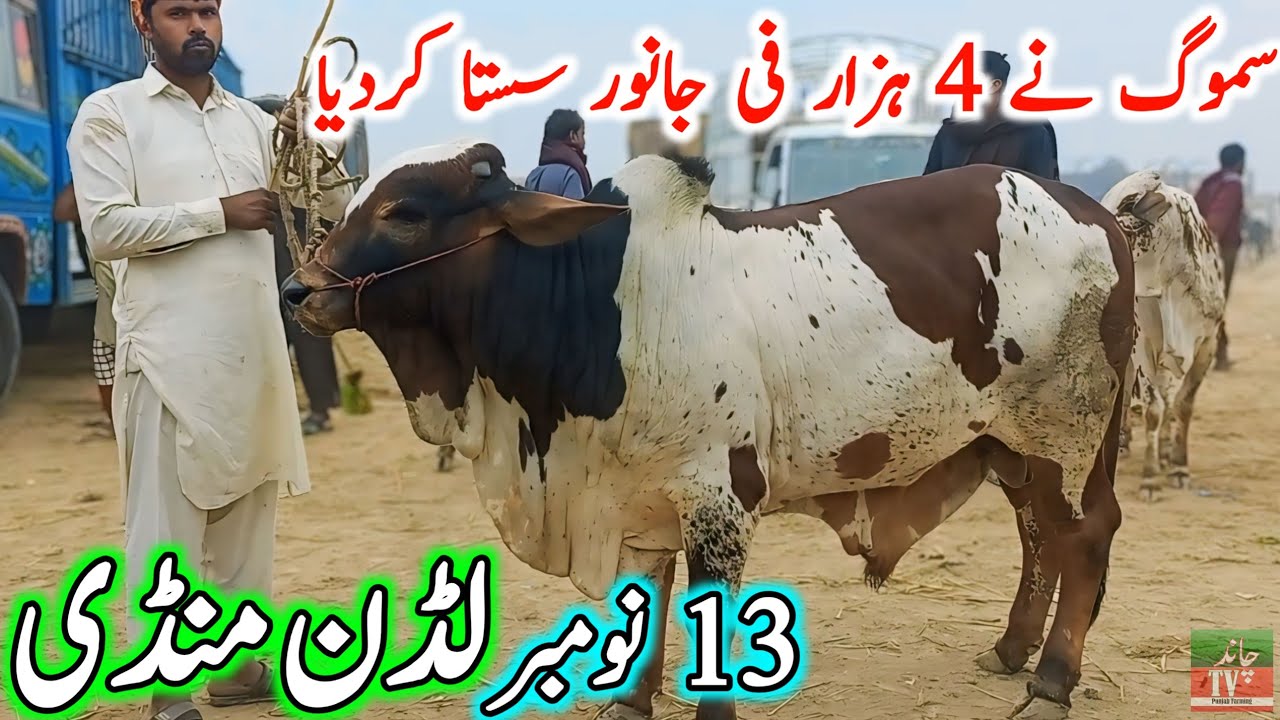 Luddan Cow Mandi Today Latest Update 13-11-2024 - Cow Mandi 2024 - Cholistani Bachre in Luddan Mandi