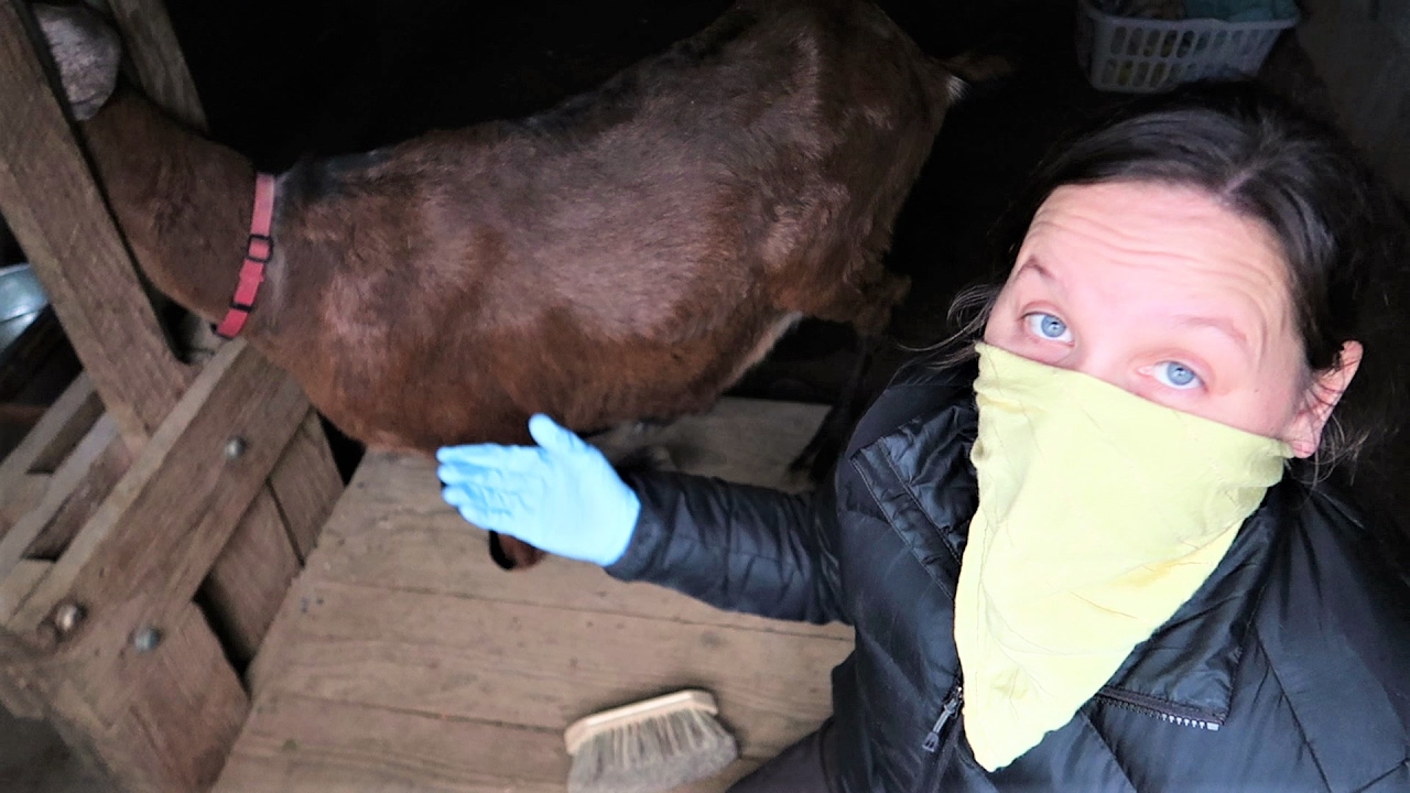 LICE ON OUR GOATS! - Treating Goat Lice With Diatomaceous Earth