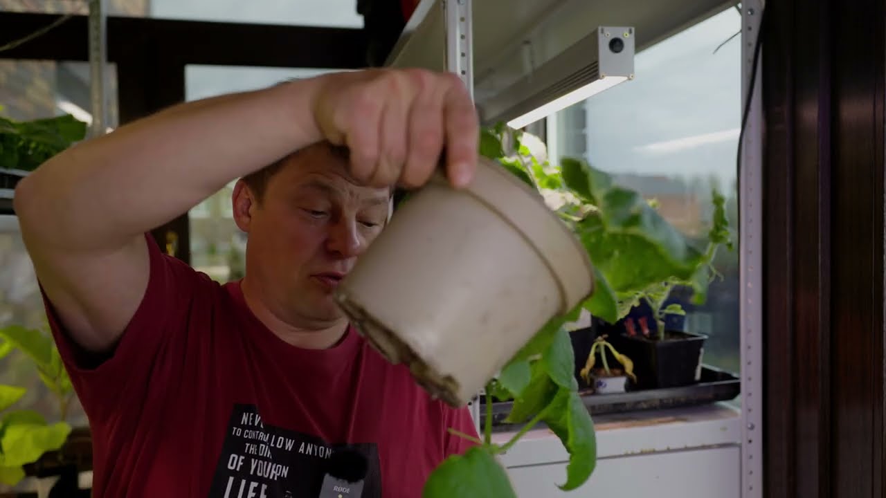 Выбираем самый простой способ прививки арбуза тонкости и нюансы