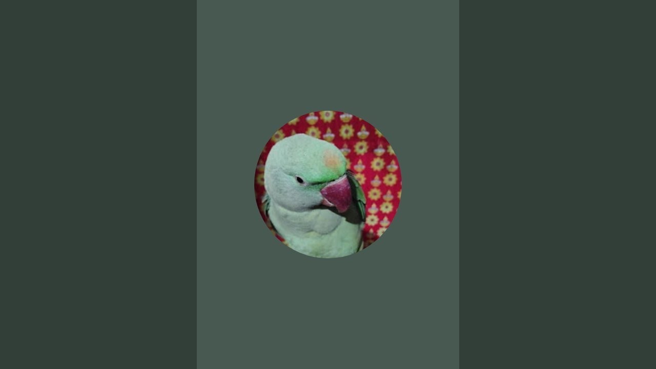 mithhu 🦜 live