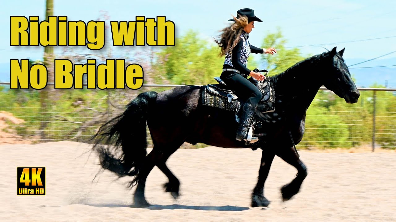 No Bridle! Horseback Riding Bridle-less on a Friesian Horse