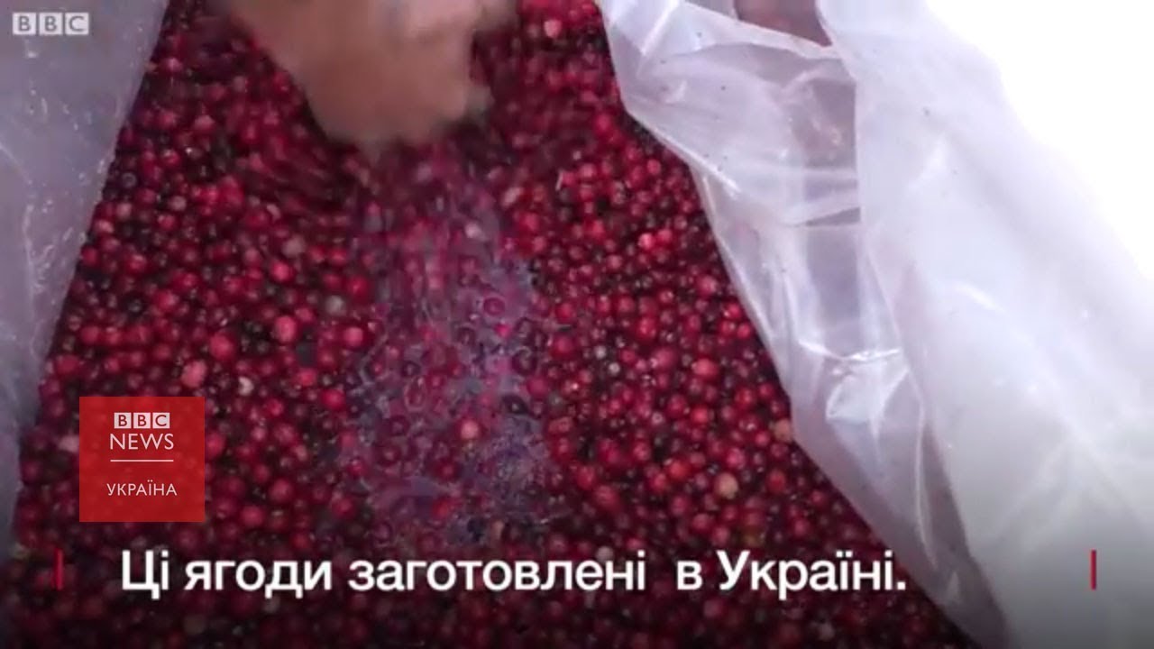 Як українці ходять у Білорусь по ягоди