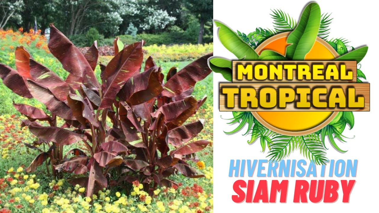 Hivernisation Siam Ruby