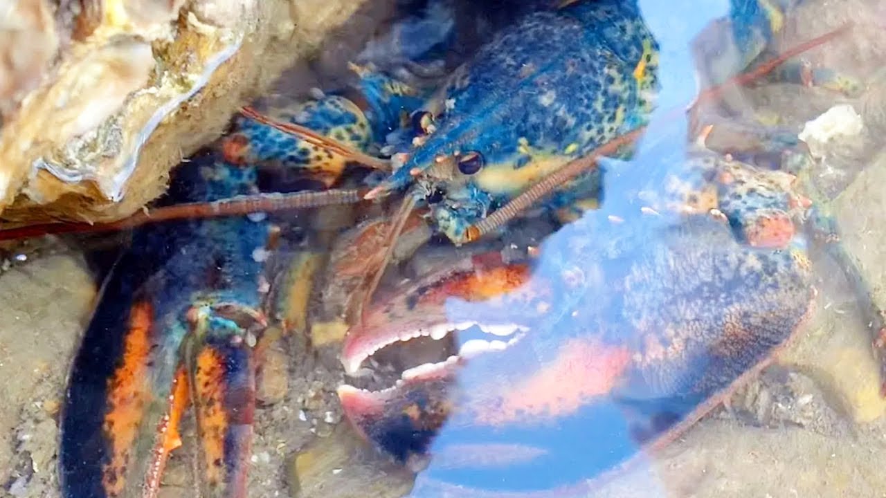 Big Lobster & Sea Duck Egg: There is a huge lobster next to the drain pipe!