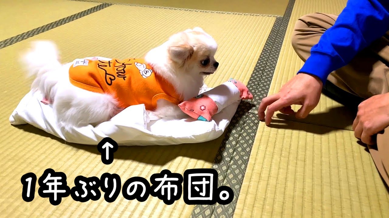 独占欲は強いけど毎回すぐ飽きちゃうチワワ