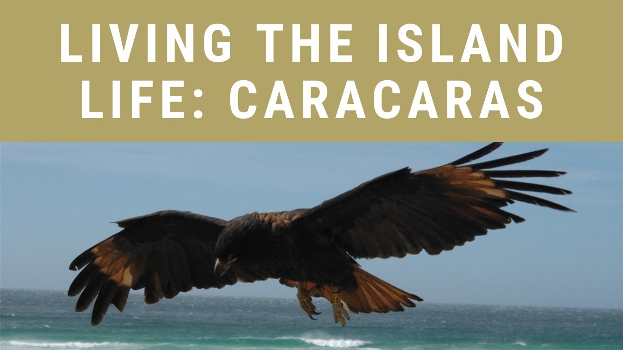 Living the Island Life: Striated Caracaras