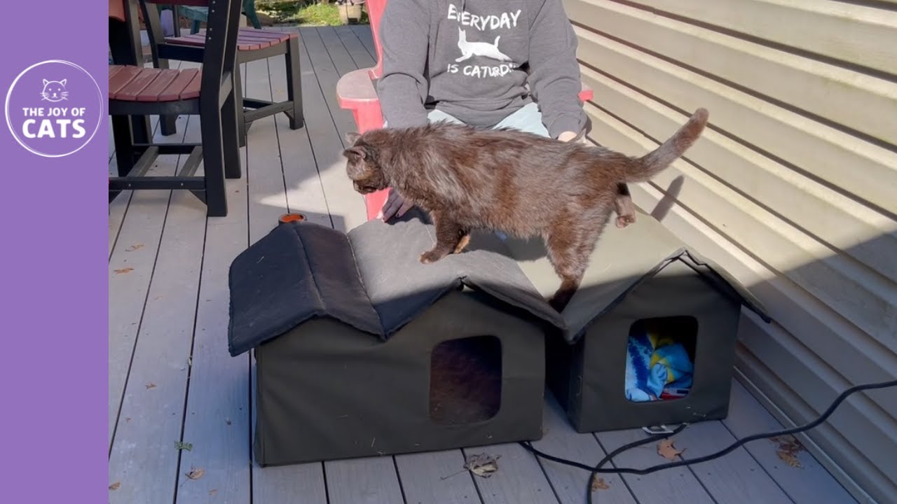 Outdoor Heated Cat Houses Review (K&H Products)