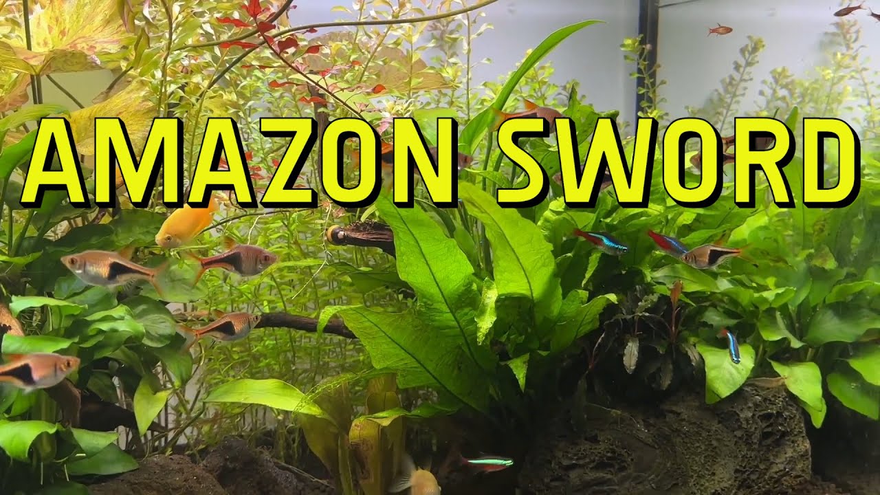 Полное руководство по аквариумным растениям Amazon Sword Live