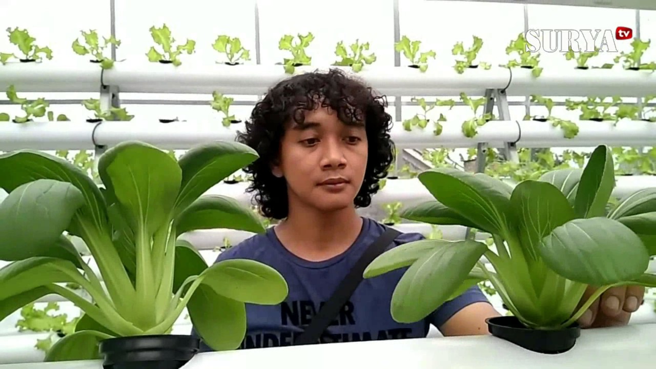PETANI HIDROPONIK DI GRESIK INI, KINI OMSETNYA MENCAPAI RP 800 RIBU