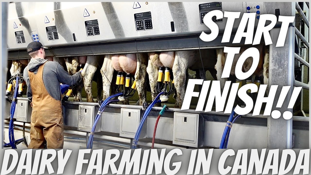 The Afternoon Milking Shift!!