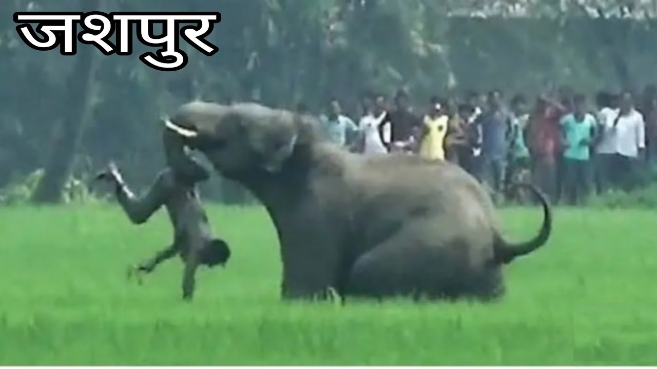 दंतैल हाथी ने मार दिया