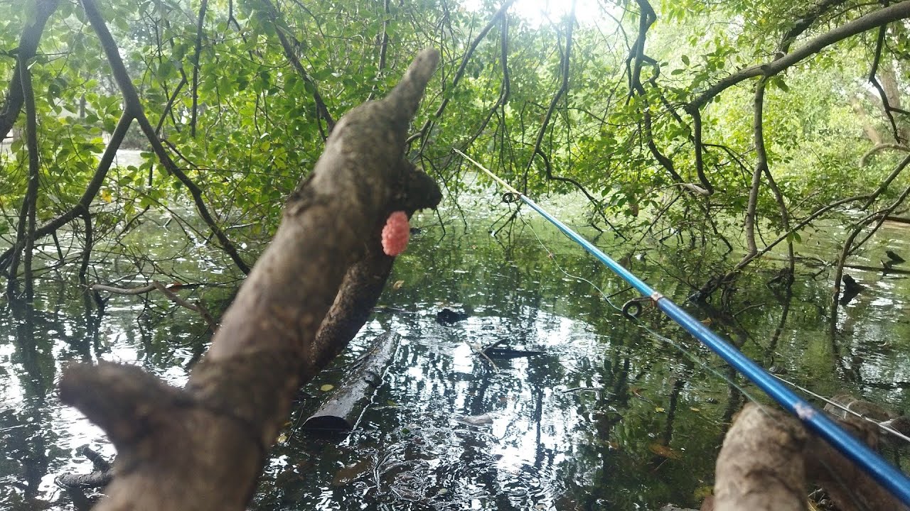 Mancing di mangrove pik cuaca hujan jumat kemaren