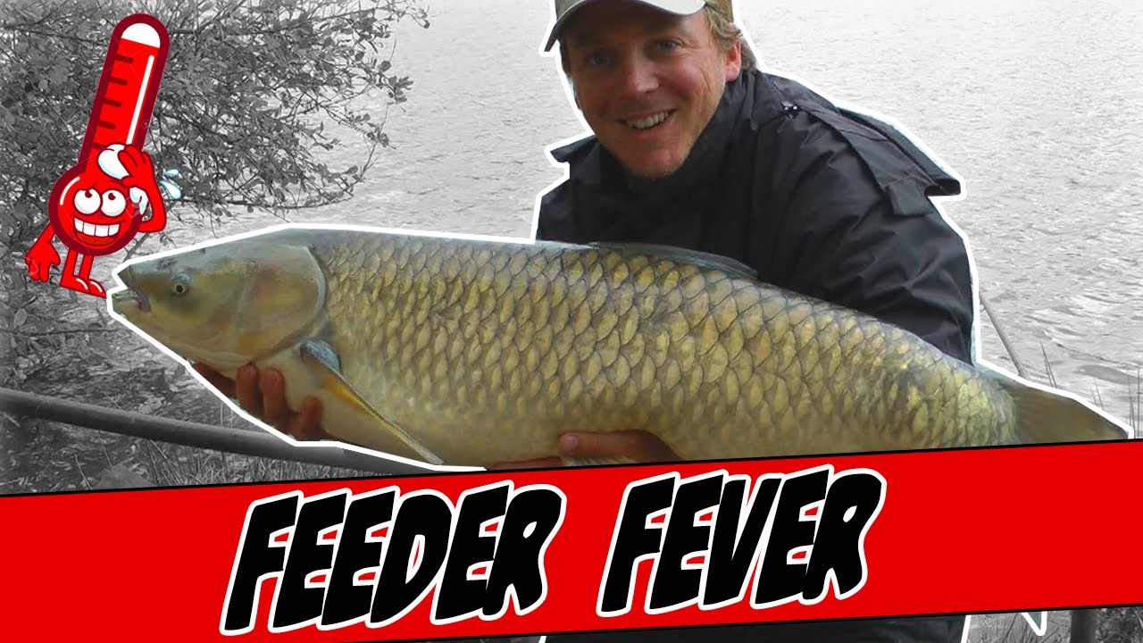 Pêche de la carpe au quiver feeder