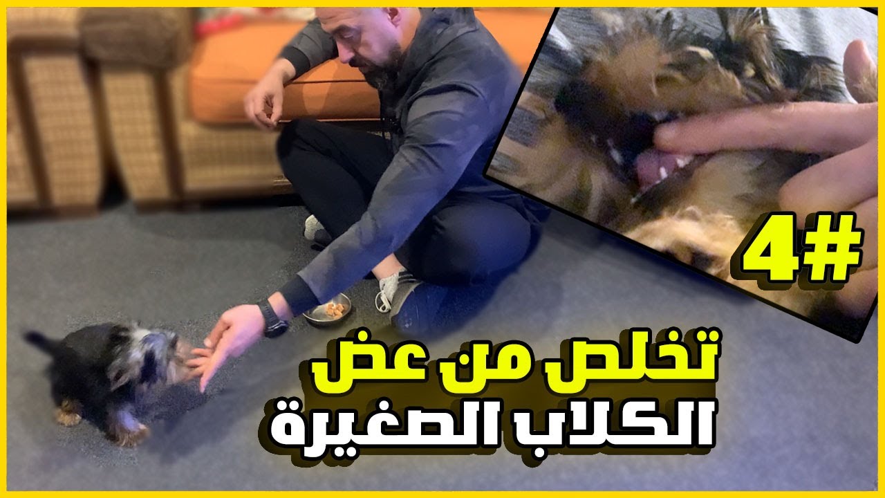 تخلص من عض الكلاب الصغيرة #4